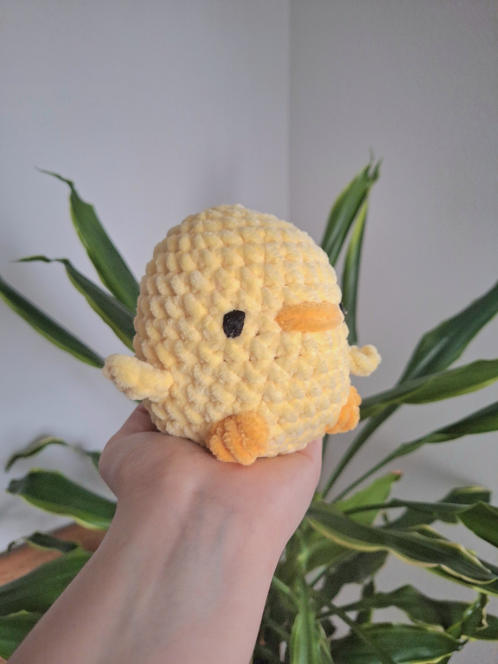 Pollito - 4