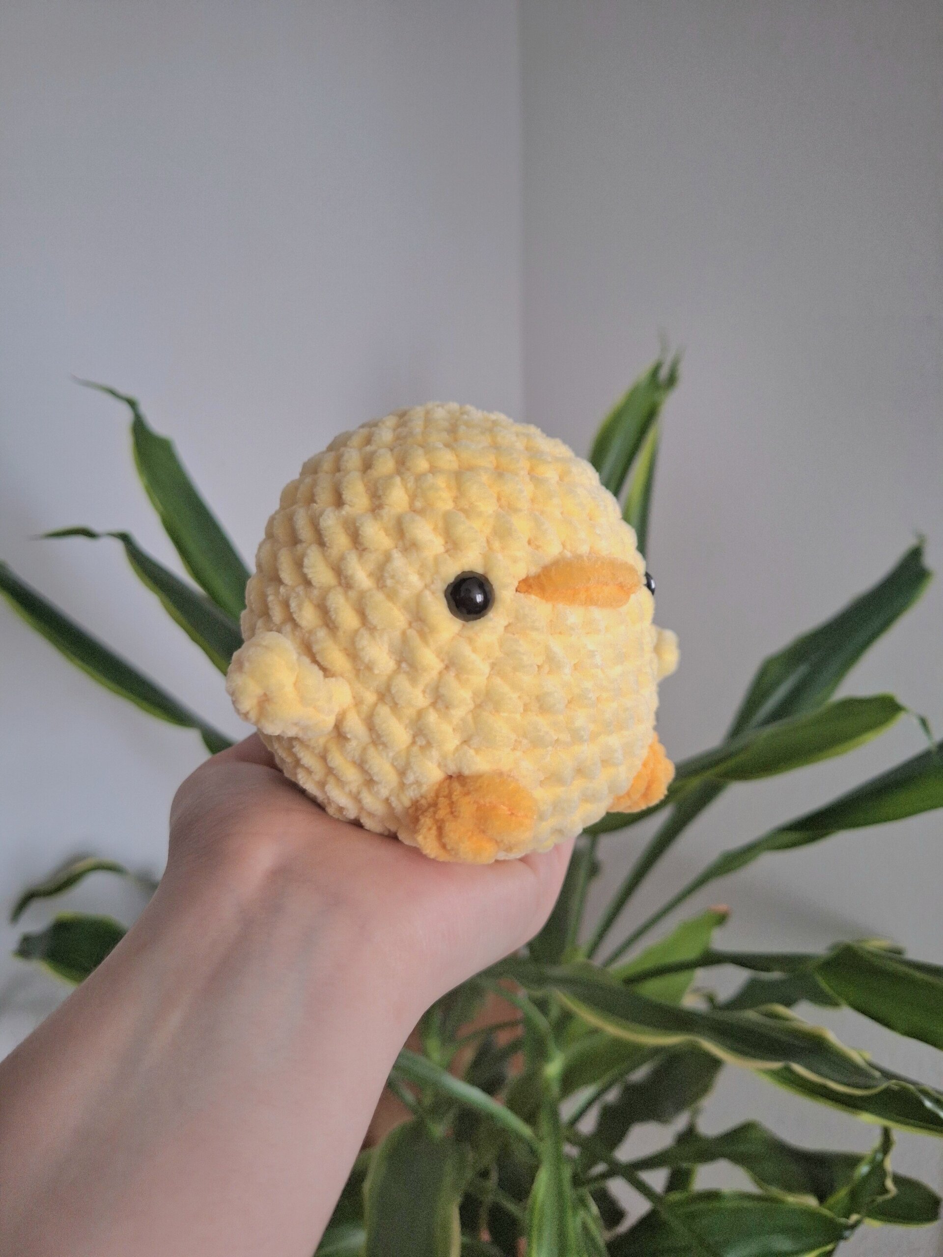 Pollito - 2