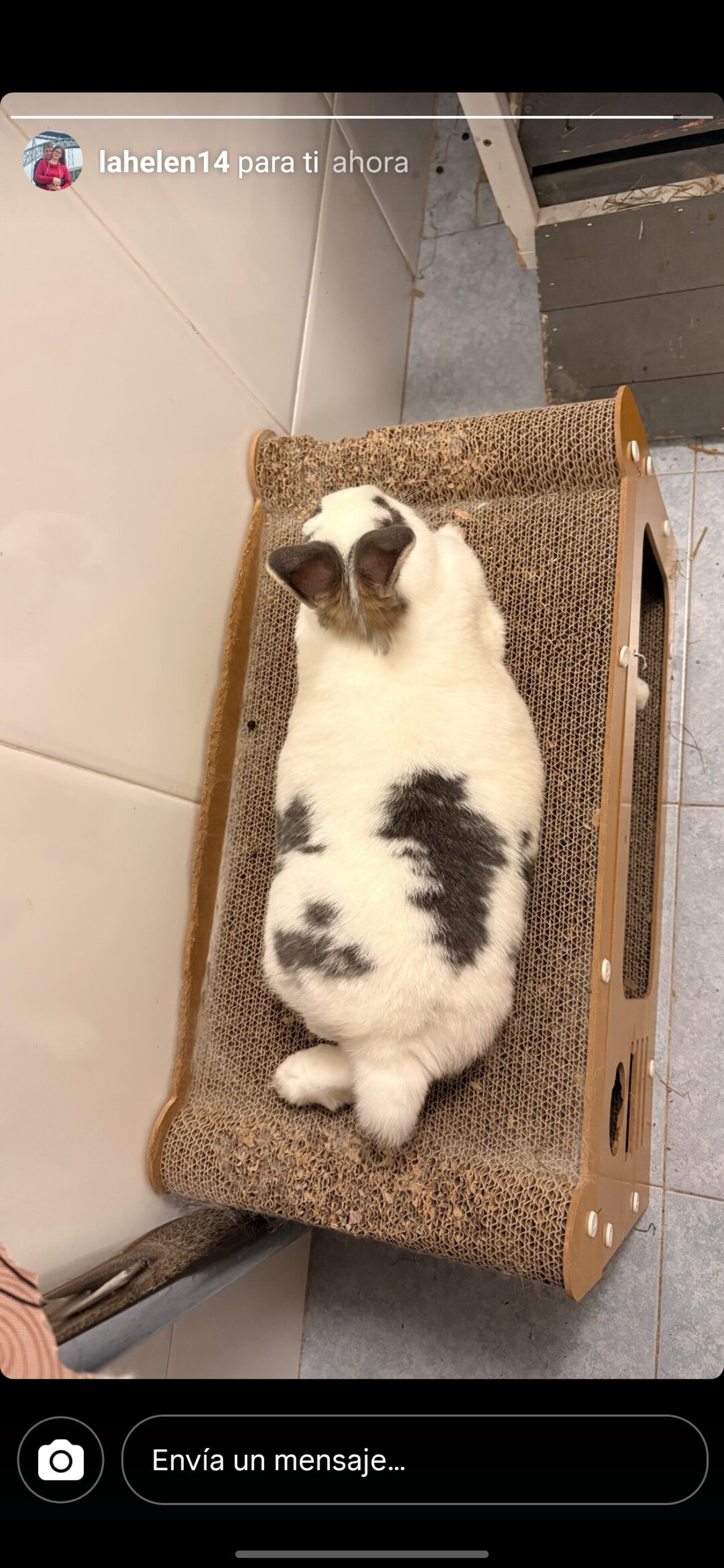 Conejos personalizados - 1